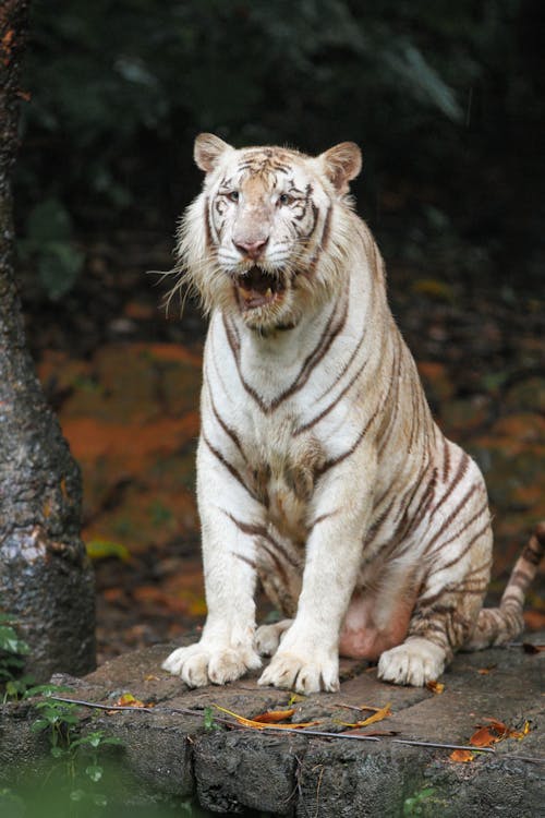 Kostenloses Stock Foto zu bengalischer tiger, brüllend, fleischfresser