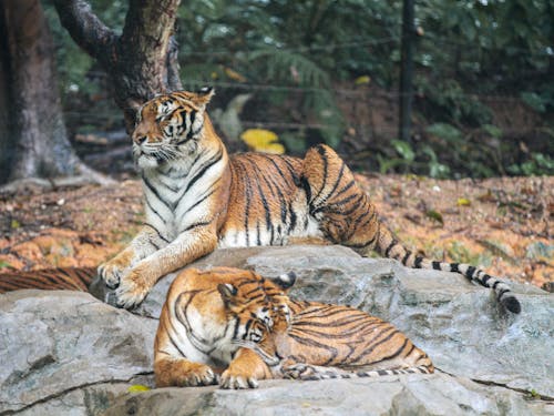 Tigers Resting on a Rock 