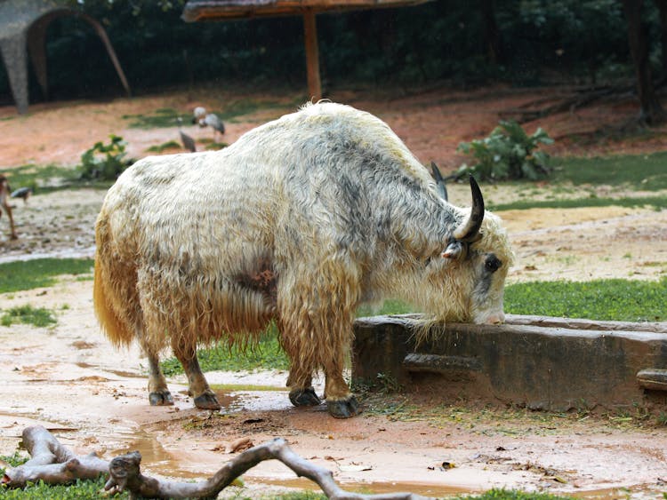 Cow Drinking Water