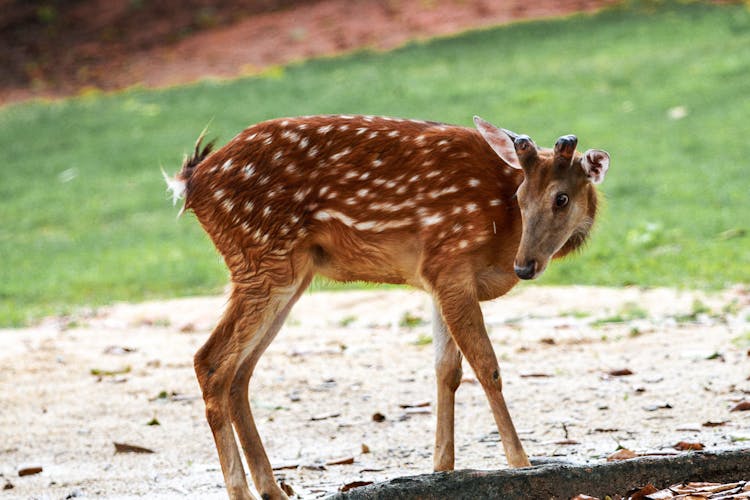 Photo Of A Chital Deer