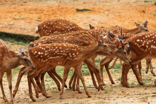 Free A herd of spotted deer grazing in their natural habitat, showcasing wildlife beauty. Stock Photo