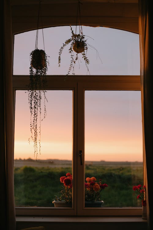 Free Red Flowers in Front of Brown Wooden Framed Glass Window Stock Photo