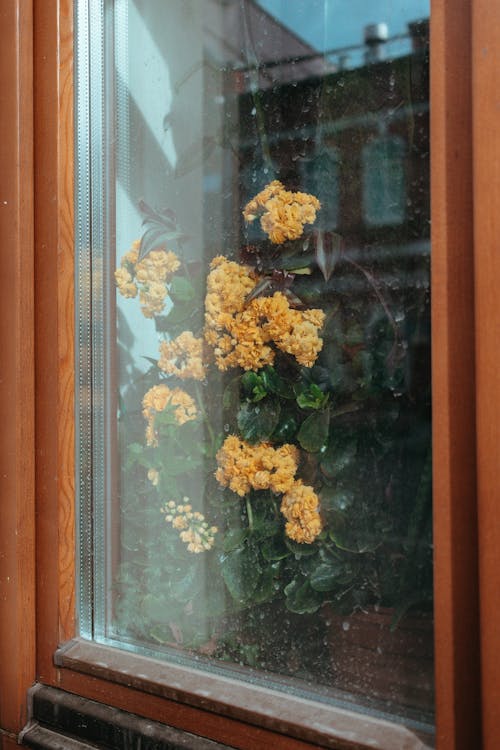 Foto profissional grátis de decoração, flores amarelas, janela