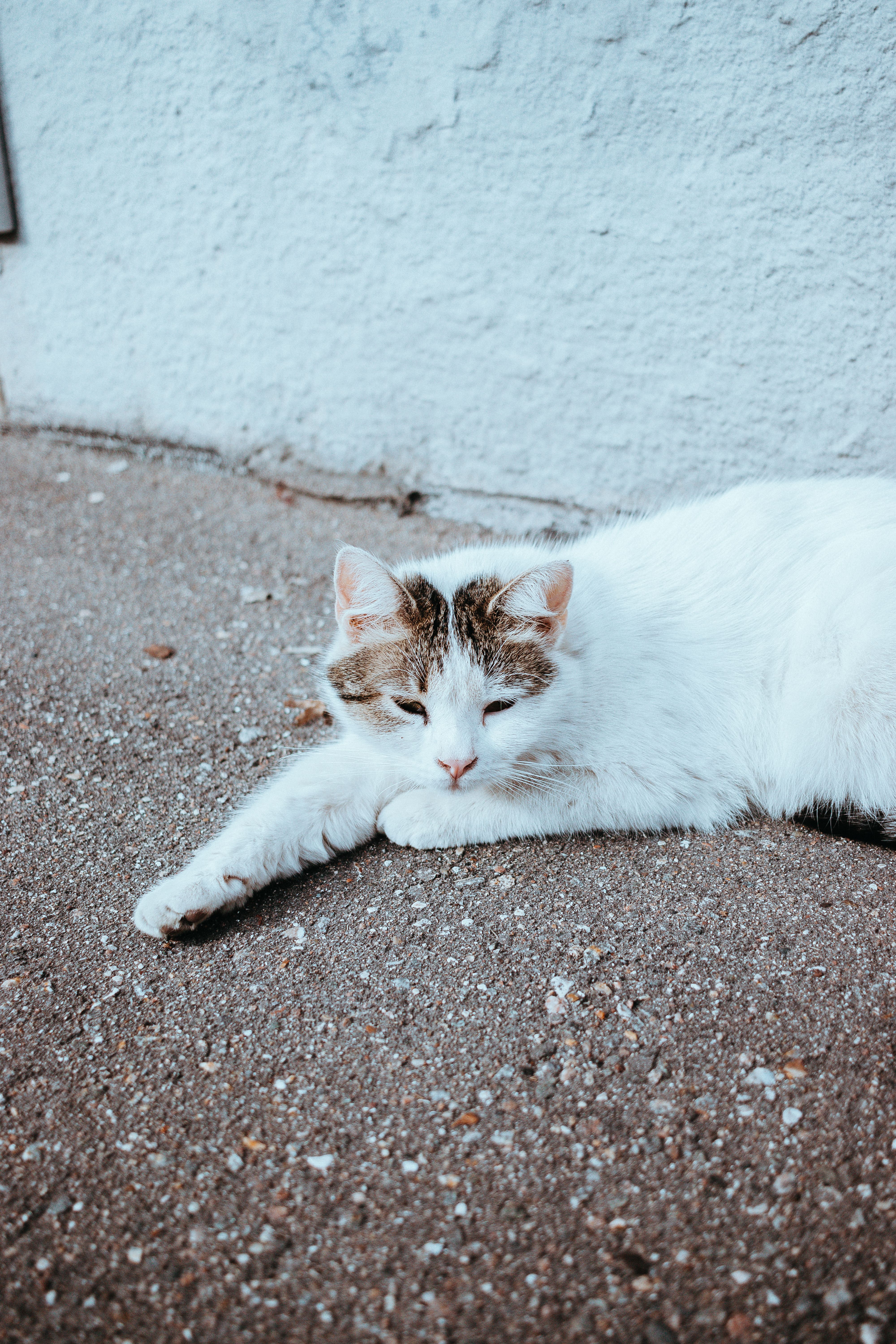 A White Cat Lying on Gray Concrete Floor · Free Stock Photo