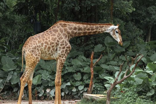 A young giraffe stands in a lush, green habitat, showcasing its distinctive long neck and natural beauty.