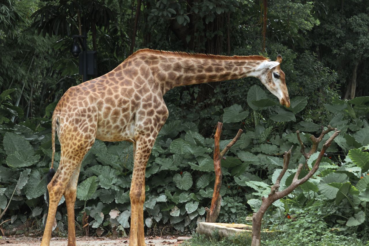 a young giraffe stands in a lush green habitat showcasing its distinct