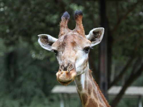 Free A detailed close-up of a giraffe's face with natural greenery in the background. Stock Photo