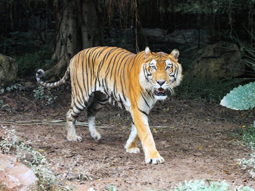 Gratuit Imagine de stoc gratuită din animal, felină mare, grădină zoologică Fotografie de stoc