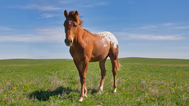 A Horse In A Field