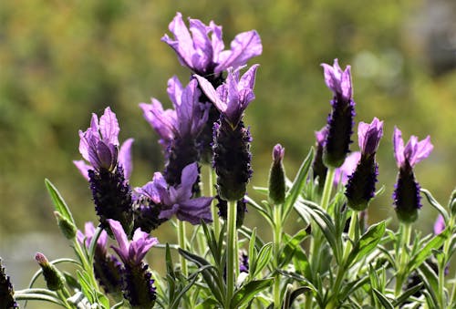 Blooming Lavender Flowers in Garden