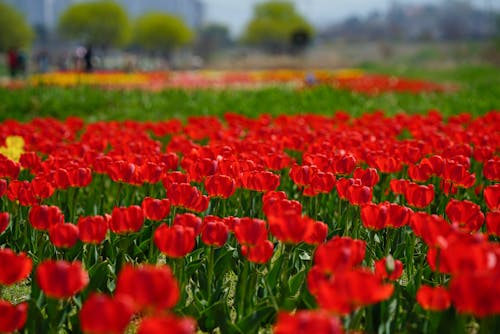 Kostnadsfri bild av blomfotografi, blommor, blomsteräng