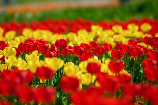 A stunning field of red and yellow tulips in full bloom during spring.