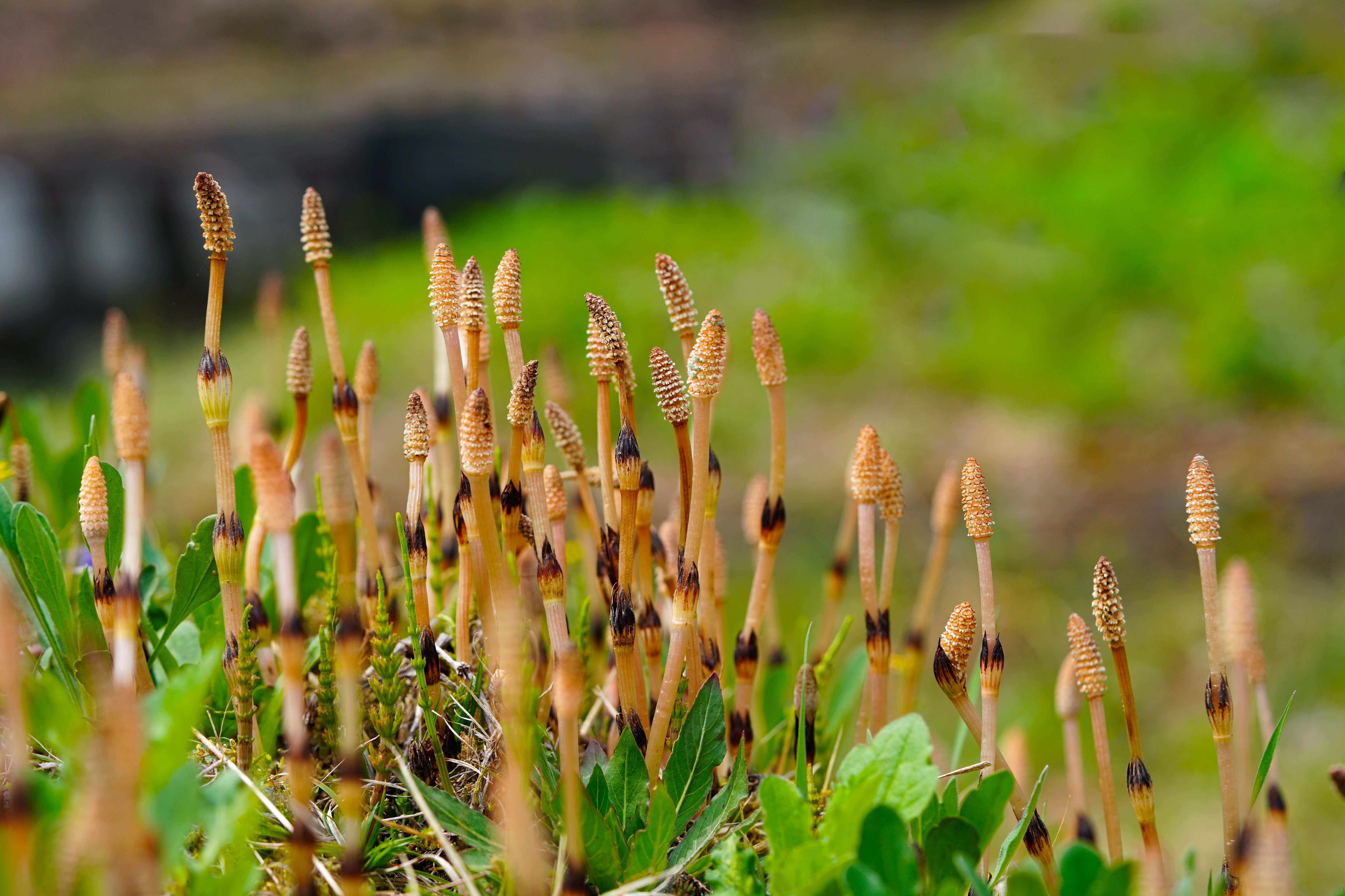 A close-up view of vibrant horsetail plants (Equisetum) flourishing in a lush outdoor setting.