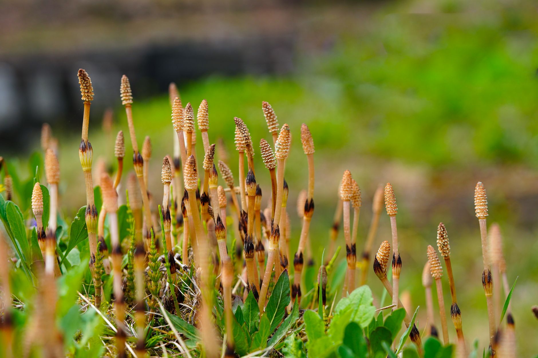 A close-up view of vibrant horsetail plants (Equisetum) flourishing in a lush outdoor setting.