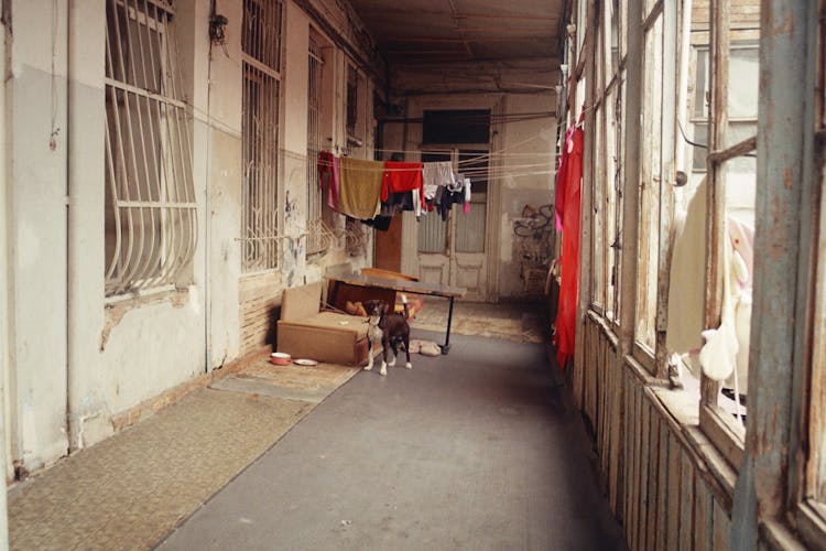 A Dog Tied On A Hallway With Clothes Hanging On Clothesline