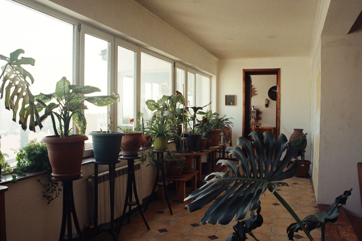 Render B — sunlit apartment full of plants. Photo by Darya Sannikova on Pexels