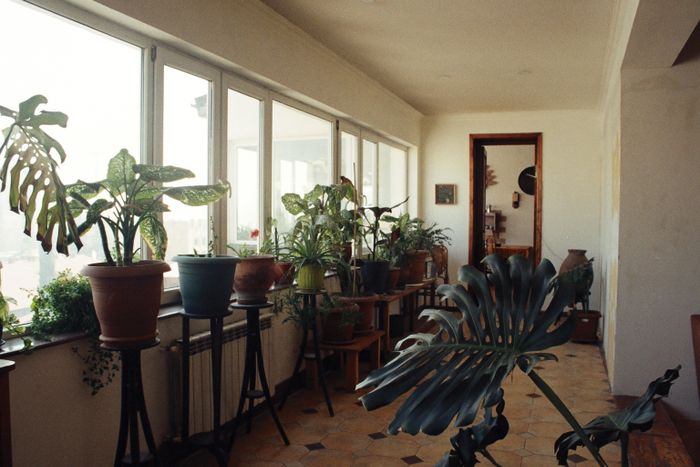 A sunlit room of potted houseplants beside tall windows — photo by Darya Sannikova on Pexels