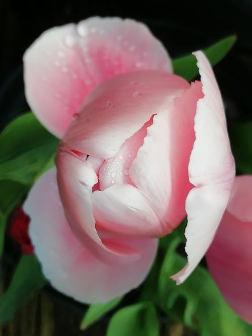 A Pink Flower with Water Droplets in Close-up Shot