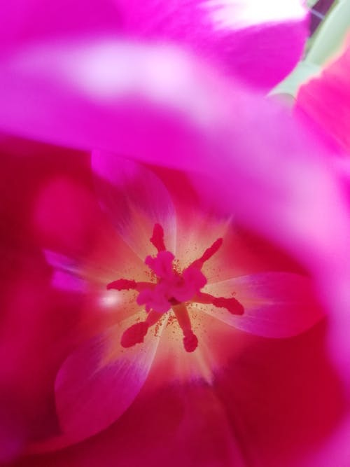 弹簧, 粉紅色, 花瓣 的 免费素材图片