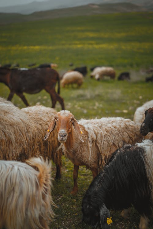 Foto stok gratis binatang, domba karakul, fotografi binatang