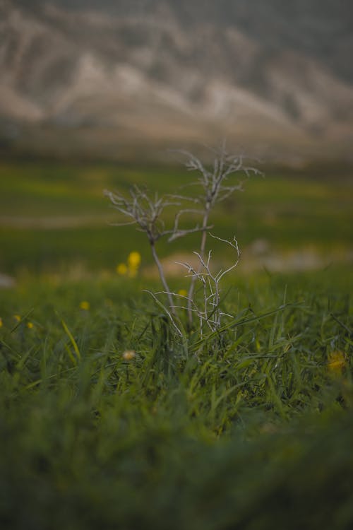 Foto profissional grátis de área, aumentando, campina