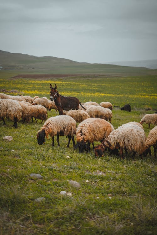 Herd of Sheep with Donkey on Green Grass Field