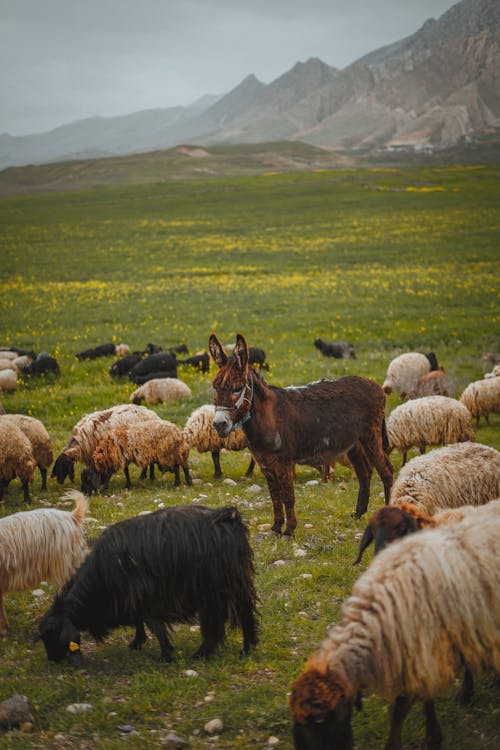 
Herd of Sheep with Donkey on Green Grass Field