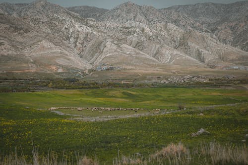 Foto d'estoc gratuïta de a l'aire lliure, camp d'herba, muntanya