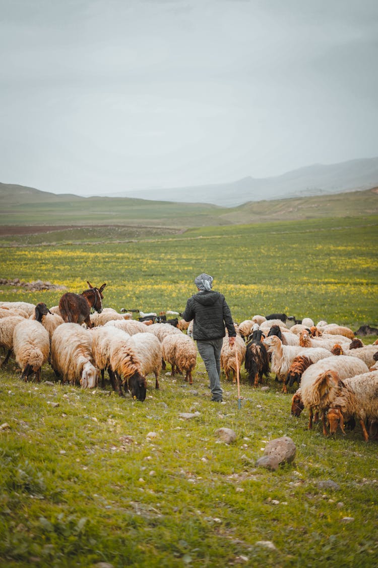 A Person Herding A Group Of Sheep On 