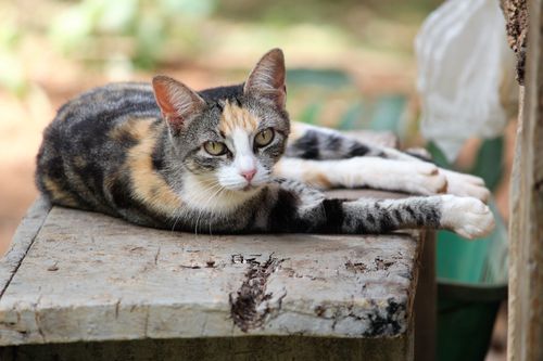 Free Charming calico tabby cat lying on a wooden surface in an outdoor setting, displaying a curious and relaxed demeanor. Stock Photo