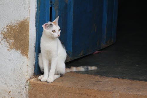 動物, 動物攝影, 好奇的 的 免費圖庫相片