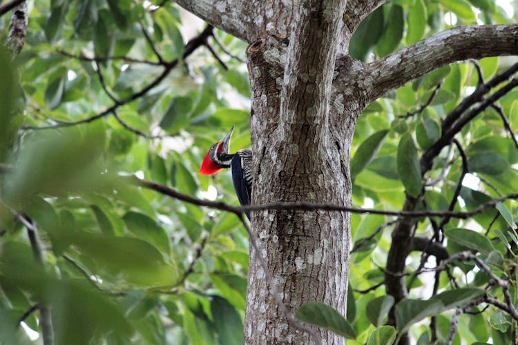 Lineated Woodpecker On Tree