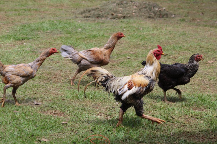 Close Up Photo Of Flock Of Chickens On Grass Field