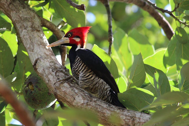 Lineated Woodpecker On Tree Branch