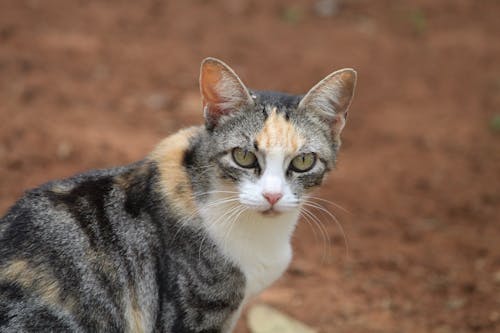 Portrait of a Cat 