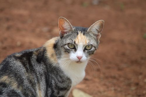 Free Close-up of a calico cat with distinct markings looking at the camera outdoors. Stock Photo