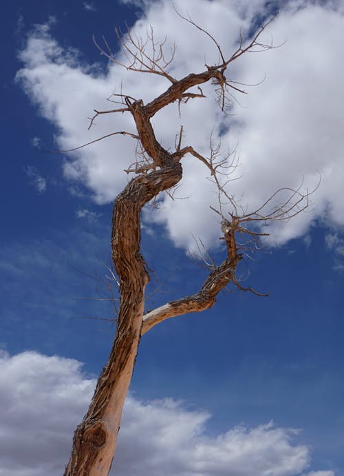 Foto d'estoc gratuïta de arbre mort, cel, cel blau
