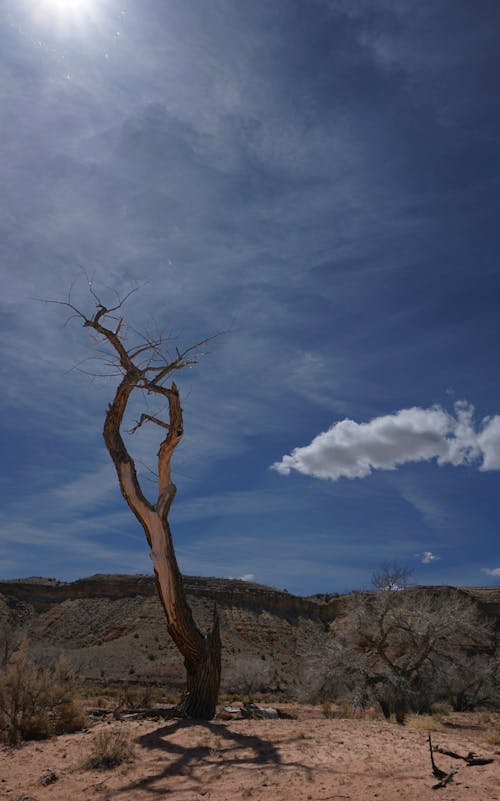 Foto d'estoc gratuïta de arbre cremat, cel blau, desert
