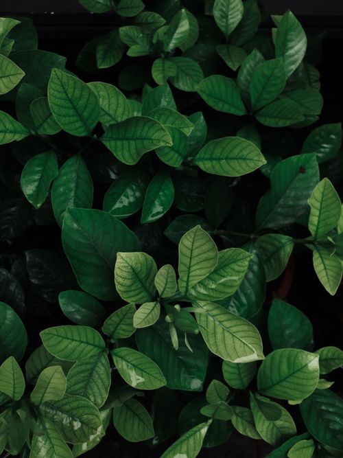 Free Detailed close-up of vibrant green leaves creating a lush botanical pattern. Stock Photo