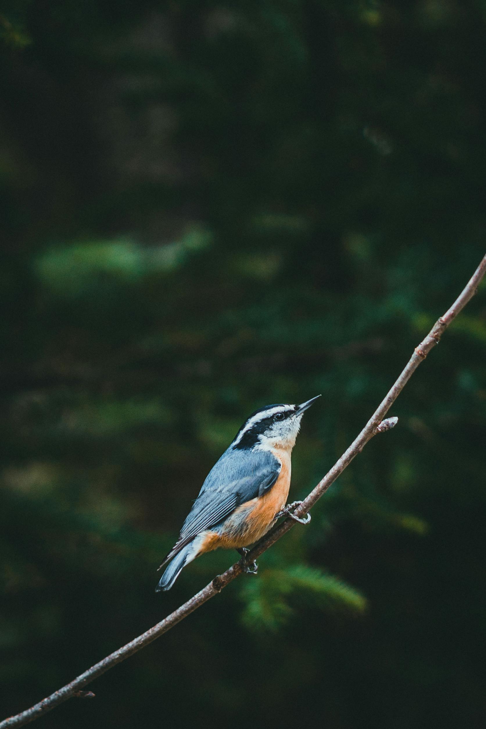 Blue and Brown Bird Perched on Branch · Free Stock Photo