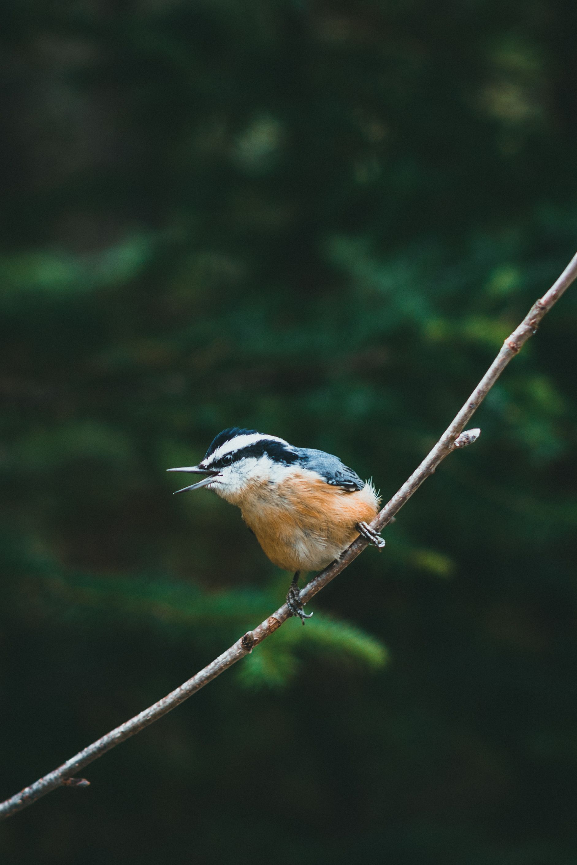 Blue and Brown Bird Perched on Branch · Free Stock Photo