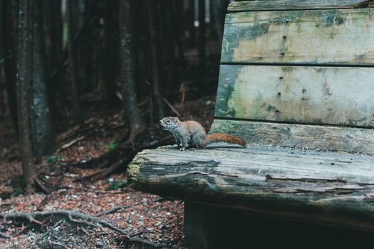 A fluffy squirrel sits on a rustic wooden bench in a tranquil forest setting.