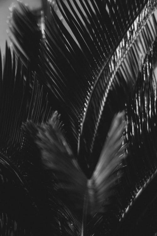 Grayscale Photo of Palm Tree