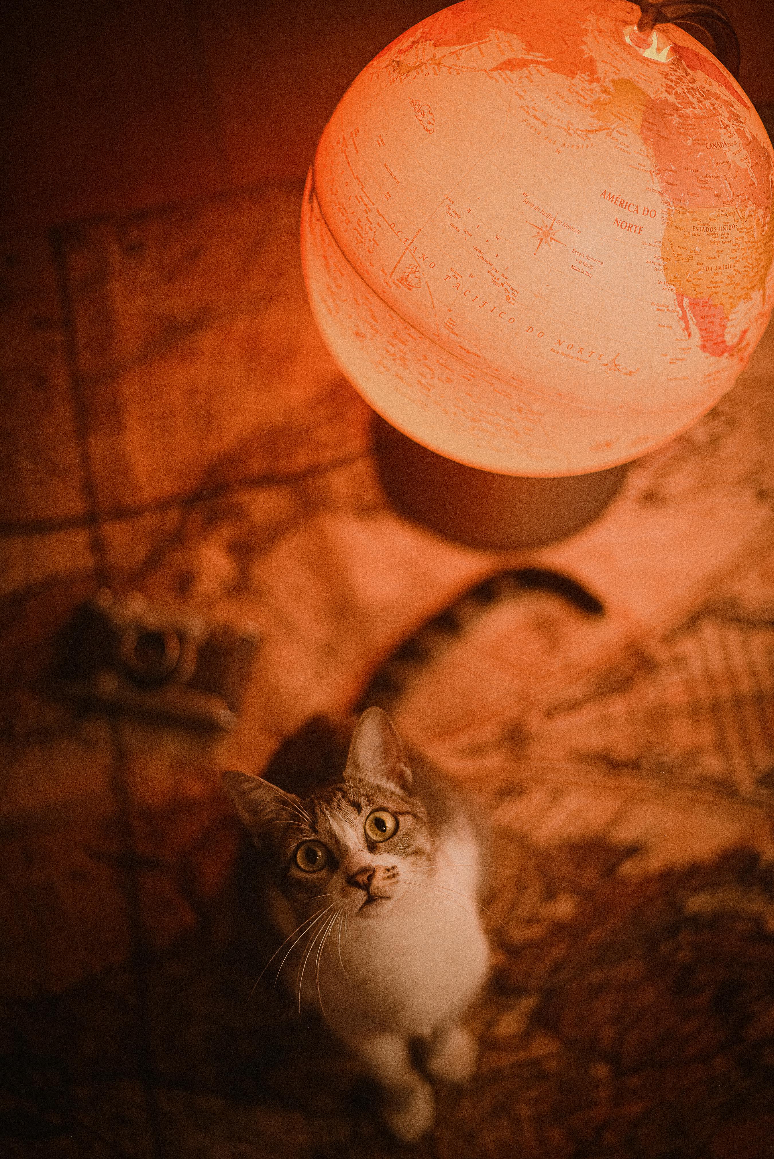 A curious cat looks up at a glowing globe, creating a warm and intriguing atmosphere.