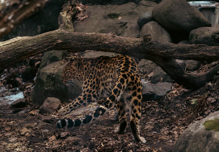 Leopard Walking On Brown Soil