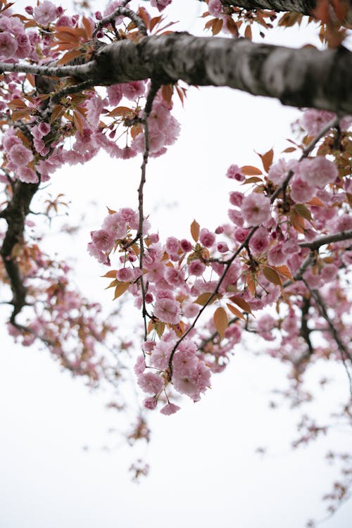 Close Up Photo of Cherry Blossom