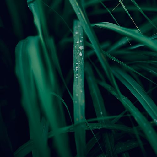Free Intimate view of fresh green blades with dewdrops glistening in dark focus. Stock Photo