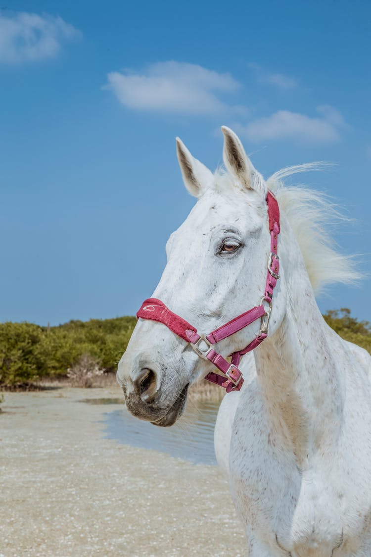 White Horse Portrait 