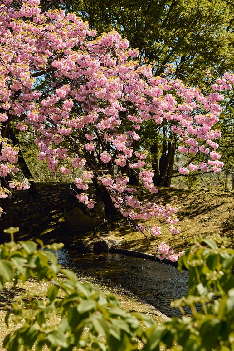 Pink Cherry Blossom Tree Beside River