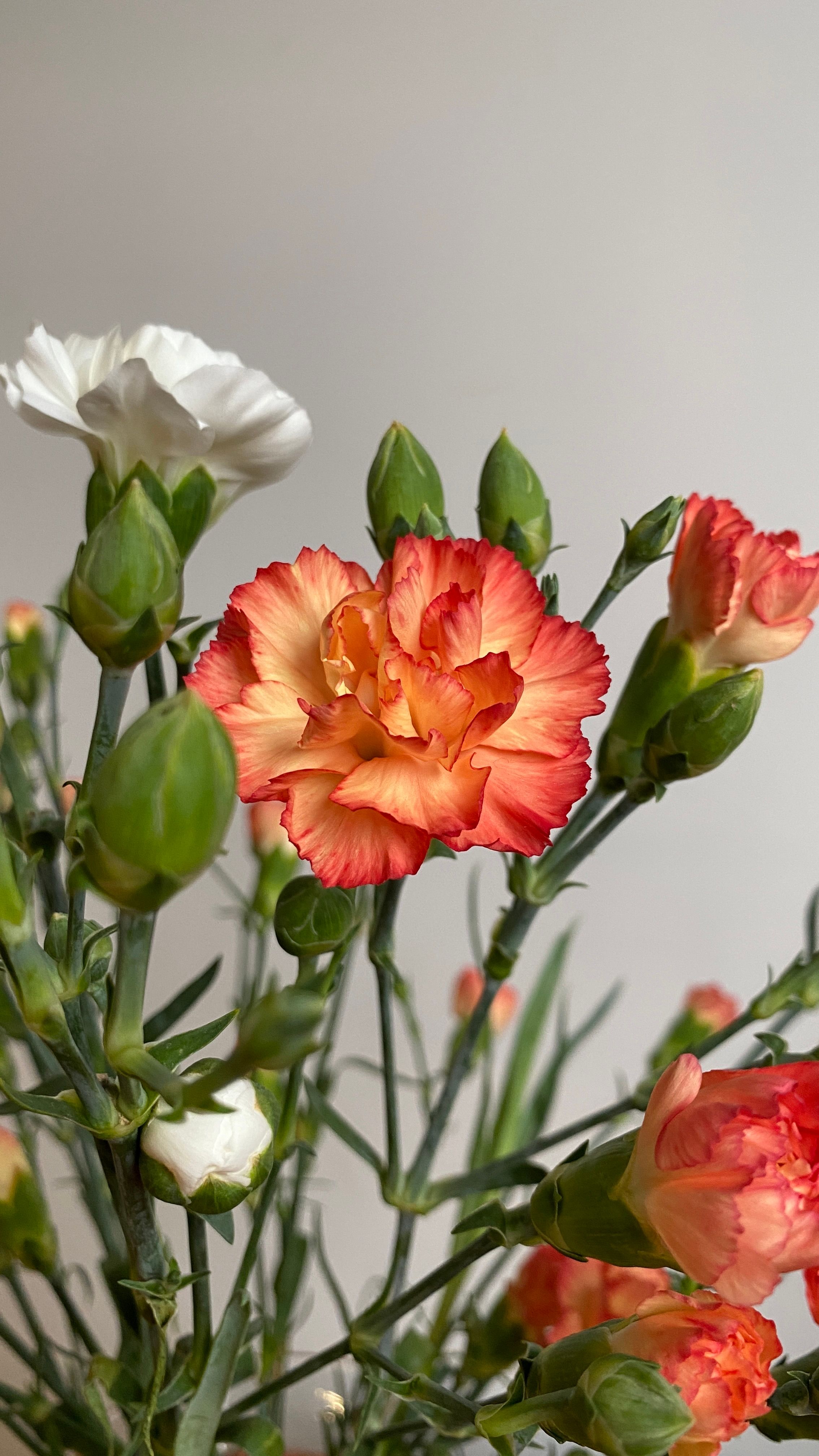 A close-up of vibrant blooming orange and white carnations with unopened buds.